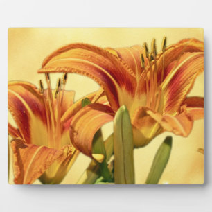 Taglilien - Hemerocallis Fotoplatte