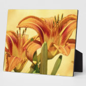 Taglilien - Hemerocallis Fotoplatte (Seite)