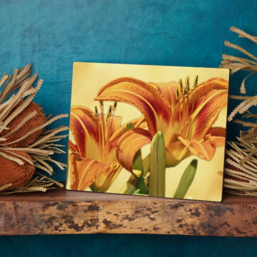 Taglilien - Hemerocallis Fotoplatte (Seite)