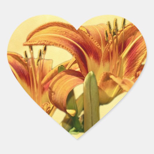 Taglilien - Hemerocallis Herz-Aufkleber (Vorderseite)