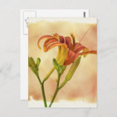 Taglilien - Hemerocallis Postkarte (Vorne/Hinten)