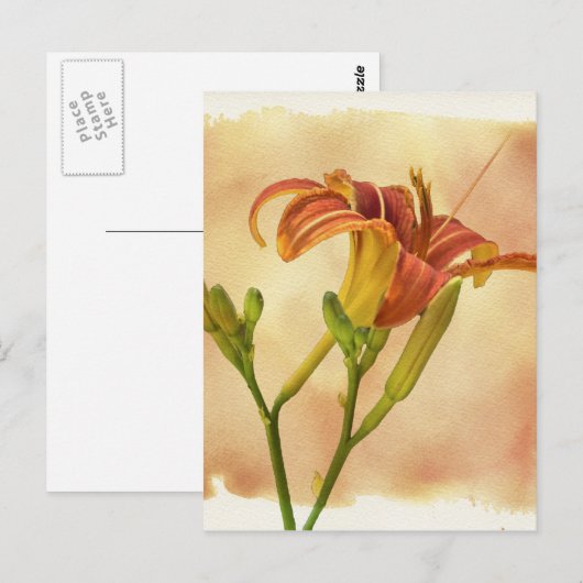 Taglilien - Hemerocallis Postkarte (Vorne/Hinten)