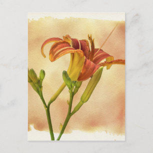 Taglilien - Hemerocallis Postkarte