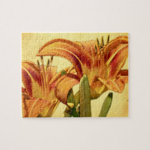 Taglilien - Hemerocallis Puzzle