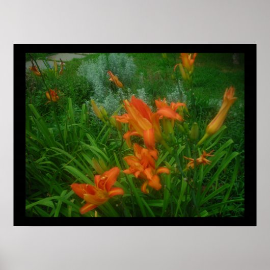 Taglilien in schwarz poster (Vorne)