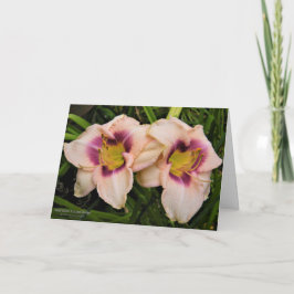 Taglilien / LilienBlume / Creme und Lila / Karte