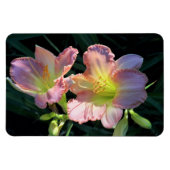 Taglilien Magnet (Horizontal)