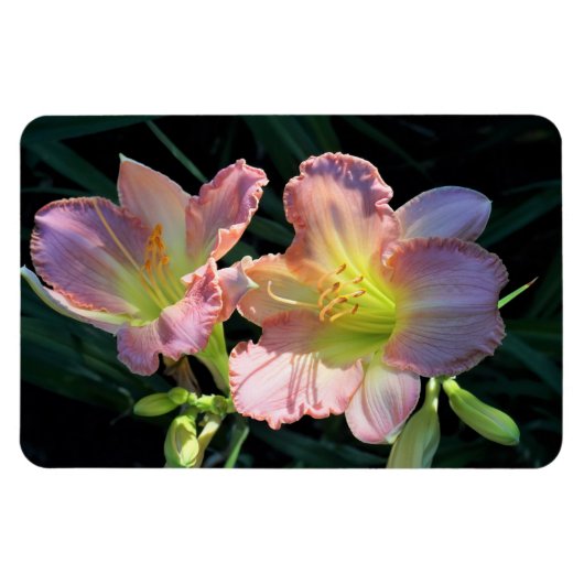 Taglilien Magnet (Horizontal)