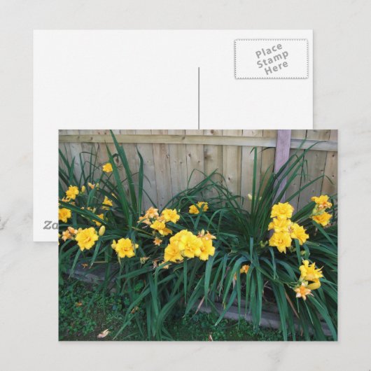 Taglilien Postkarte (Vorne/Hinten)