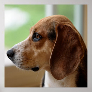 Tagträumender Beagle Poster