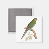 Tahiti Parakeet Illustration, c. 1849 Magnet (Vorderseite/Rückseite)