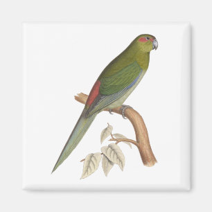 Tahiti-Sittich-Illustration, c. 1849 Magnet