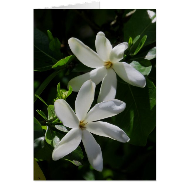Tahitian Gardenia (Vorne)