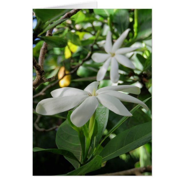 Tahitian Gardenia (Vorne)