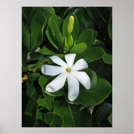 Tahitian Gardenia Poster (Vorne)