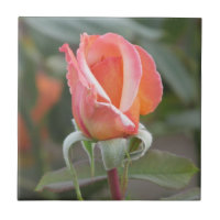 Tahitian Sonnenuntergang-orange Rosen-Fliese