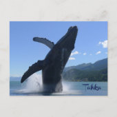 "Tahku"— die Buckelwal-Statue durchbrechen - Postkarte (Vorderseite)