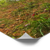 TAHQUAMENON FALLS STAAT PARK, MICHIGAN, IM HERBST POSTER (Ecke)