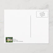 Tahquamenon Upper Falls Postkarte (Rückseite)