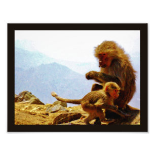 Taif Baboons Fotodruck