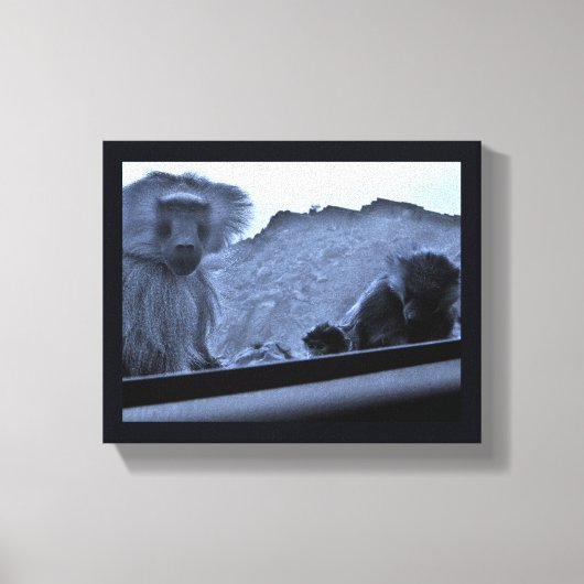 Taif Baboons Leinwanddruck (Vorderseite)