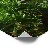 Taikiki Poster (Ecke)