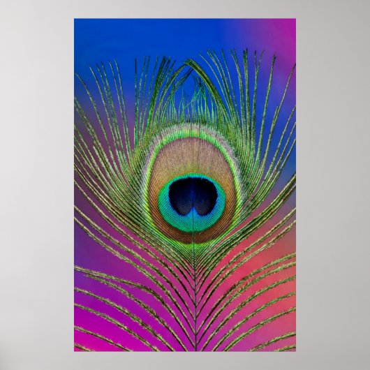 Tail feather of a peacock poster (Vorne)