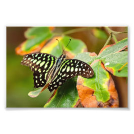 Tailed Jay Photo Print Fotodruck