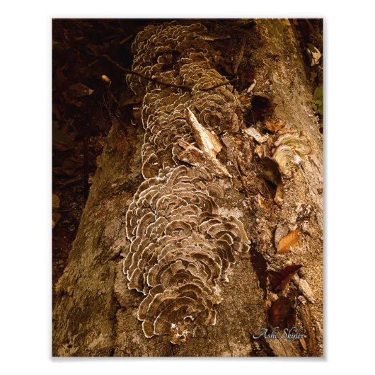 Tailfeather Parade Fotodruck (Vorne)