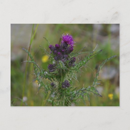 Taille Postkarte (Vorderseite)