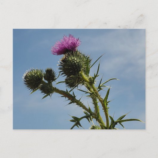Taille Postkarte (Vorderseite)