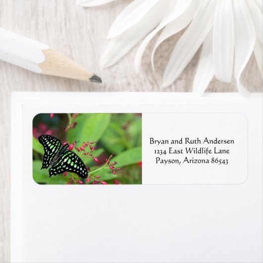 Tails Jay Butterfly (Insitu)