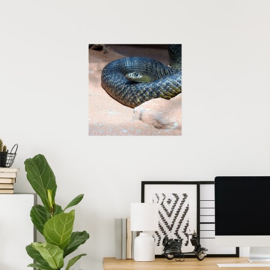 Taipan Poster (Heimbüro)