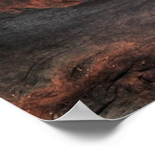 Taipan Poster (Ecke)