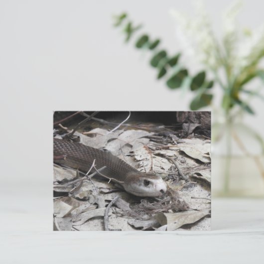 Taipan Postkarte (Stehend Vorderseite)