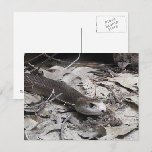 Taipan Postkarte (Vorne/Hinten)
