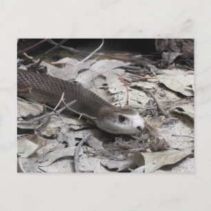 Taipan Postkarte