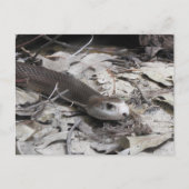 Taipan Postkarte (Vorderseite)