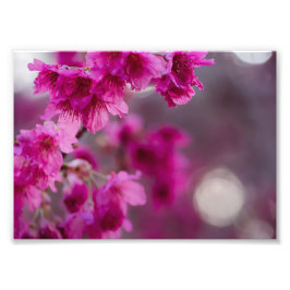 Taiwanesisch Cherry Tree Blossom Fotodruck