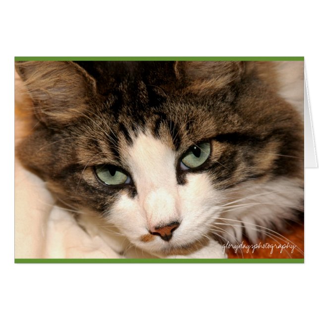 Taj, Glorydaysphotographie (Vorderseite (Horizontal))