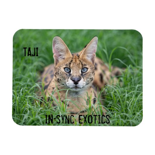 Taji - magnet (Horizontal)