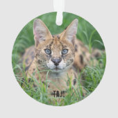 Taji - ornament (Rückseite)