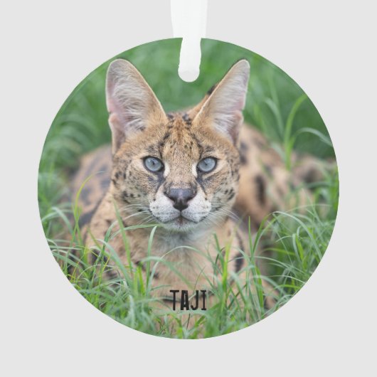 Taji - ornament (Rückseite)