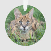 Taji - ornament (Vorderseite)