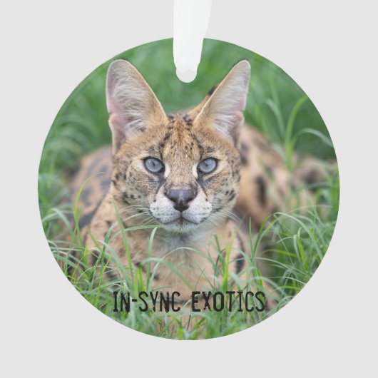 Taji - ornament (Vorderseite)