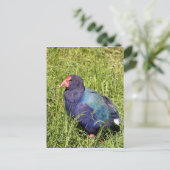 Takahe, gefährdeter einheimischer Neuseeländischer Postkarte (Stehend Vorderseite)