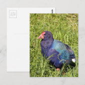 Takahe, gefährdeter einheimischer Neuseeländischer Postkarte (Vorne/Hinten)