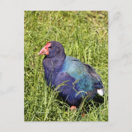 Takahe, gefährdeter einheimischer Neuseeländischer Postkarte (Vorderseite)