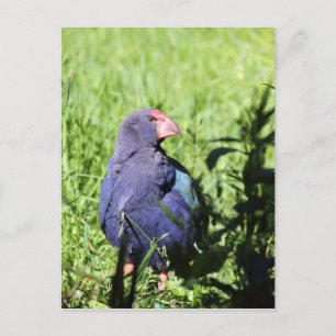 Takahe, gefährdeter einheimischer Neuseeländischer Postkarte