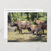 Takin, bhutanisches Landtier Postkarte (Vorne/Hinten)